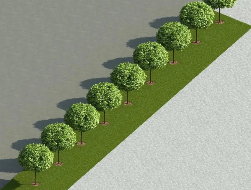 Клены на месте спиленных орехов пообещали высадить вдоль площади Ленина в Ставрополе