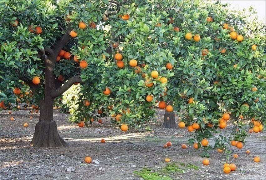 Китайские апельсины и японские спиреи появятся на улицах Пятигорска