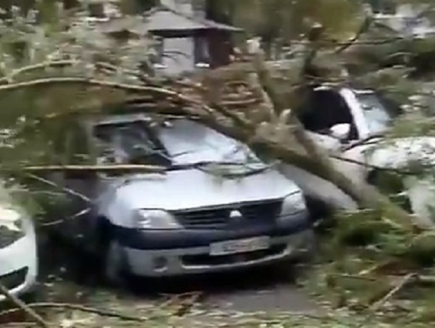 Упавшие деревья смяли около десятка автомобилей на дворовой парковке в Ставрополе