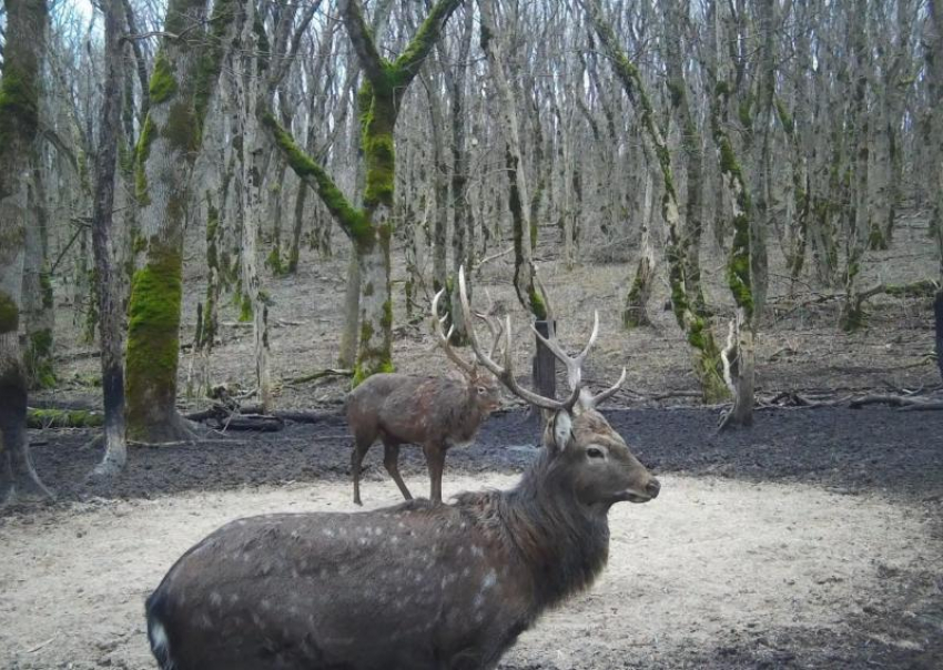 Пятнистого оленя сняла фотоловушка в одном из заказников на Ставрополье