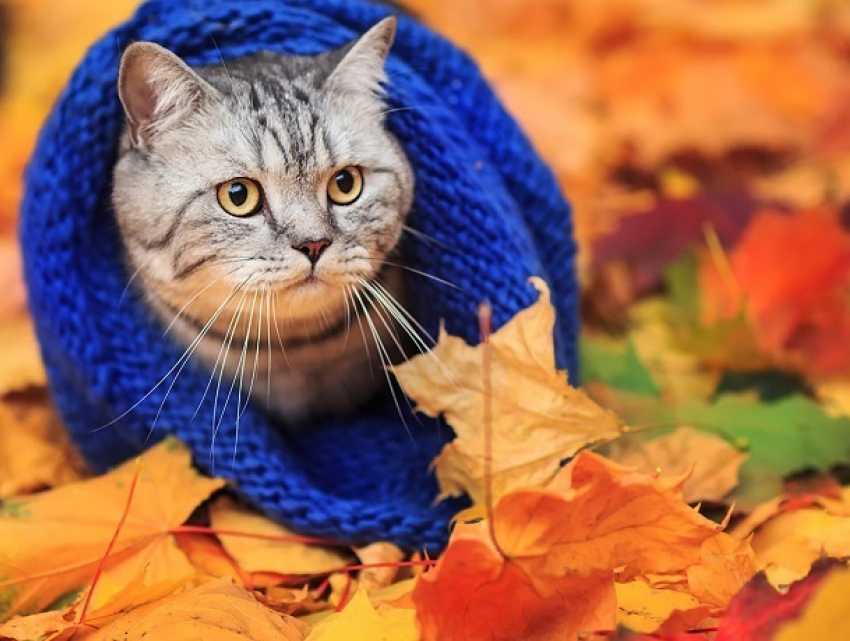 "Осень вступила в свои права": солнечный и холодный день ждет Ставрополь 