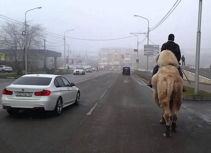 «Мы думали, что это шутка» — по Ставрополю прогулялся верблюд