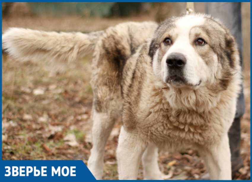 Пёс Добрыня хочет найти свой дом в Ставрополе