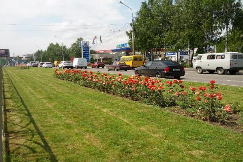  Десятки тысяч роз появятся на улицах Ставрополя