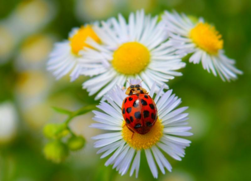 Вторник порадует ставропольчан теплой погодой