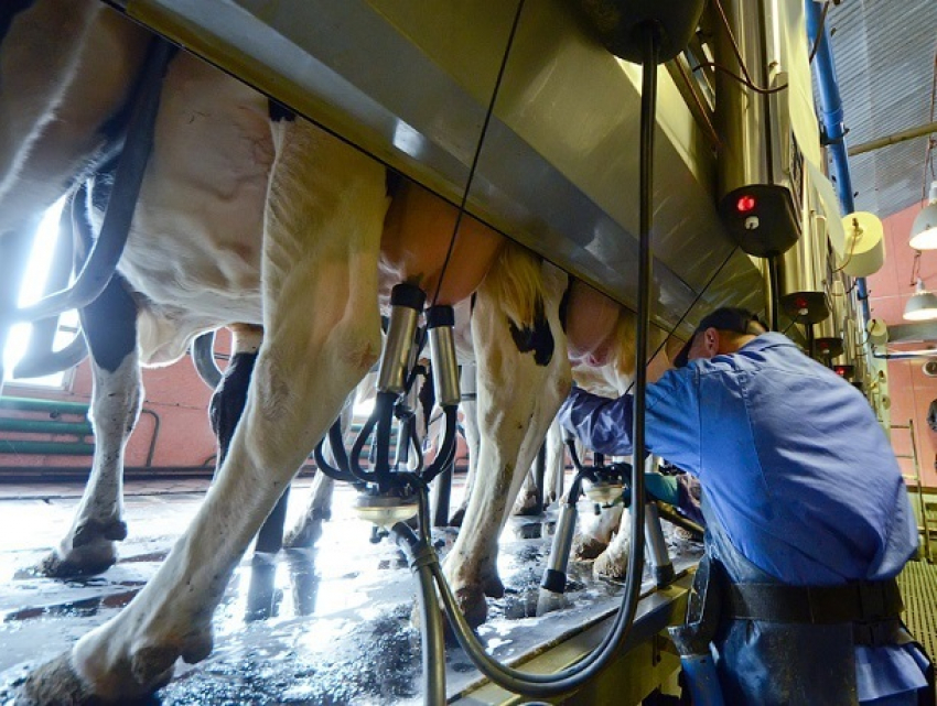 Новый крупный племзавод по выпуску молока открыли на Ставрополье 