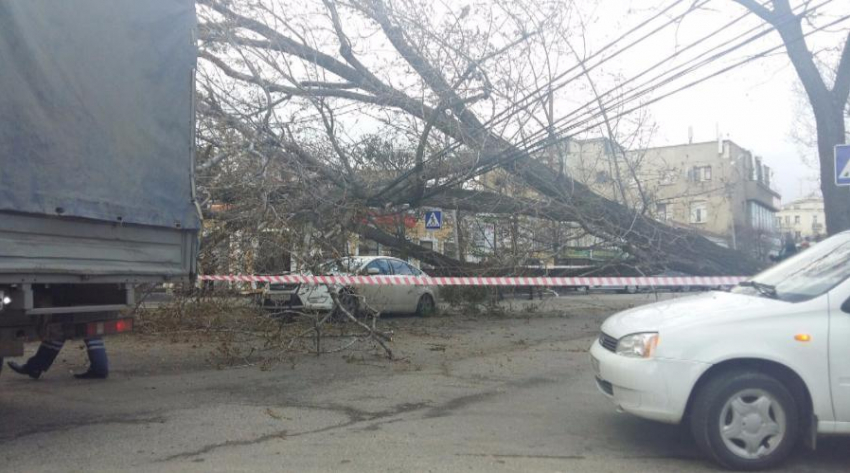 В Ставрополе на улице Голенева на «Форд» упало огромное дерево