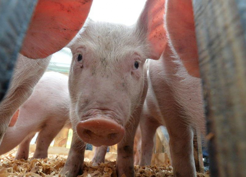 На Ставрополье начали ликвидировать очаги африканской чумы свиней