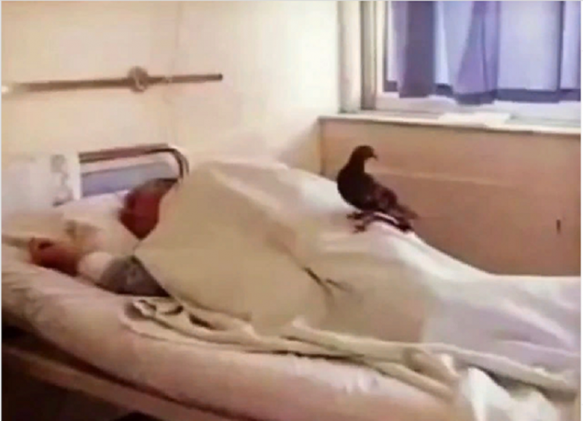 В Ессентуках мужчину в больнице навещал лишь голубь