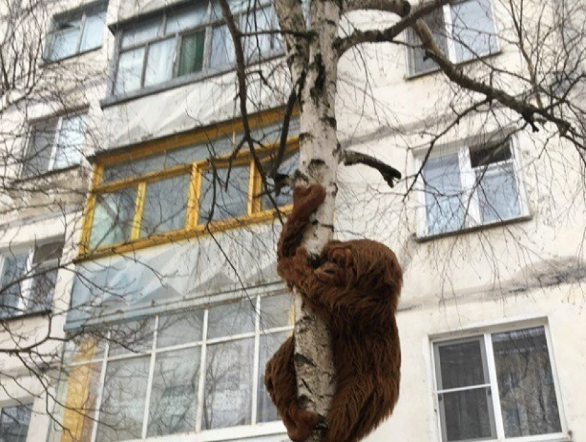 Повисшая на берёзе обезьяна развеселила жителей Ставрополя