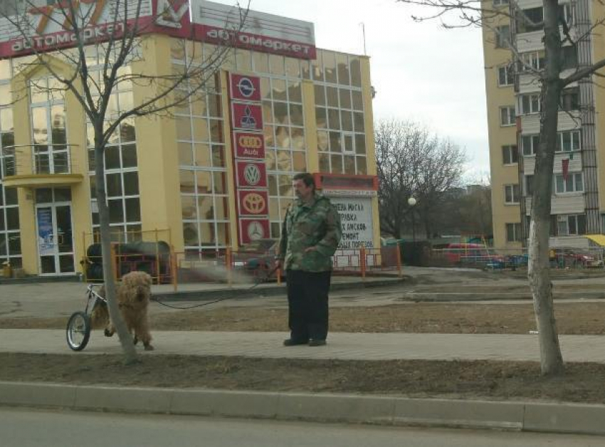 Любящий хозяин оборудовал для своего пожилого пса «колесницу» в Кисловодске