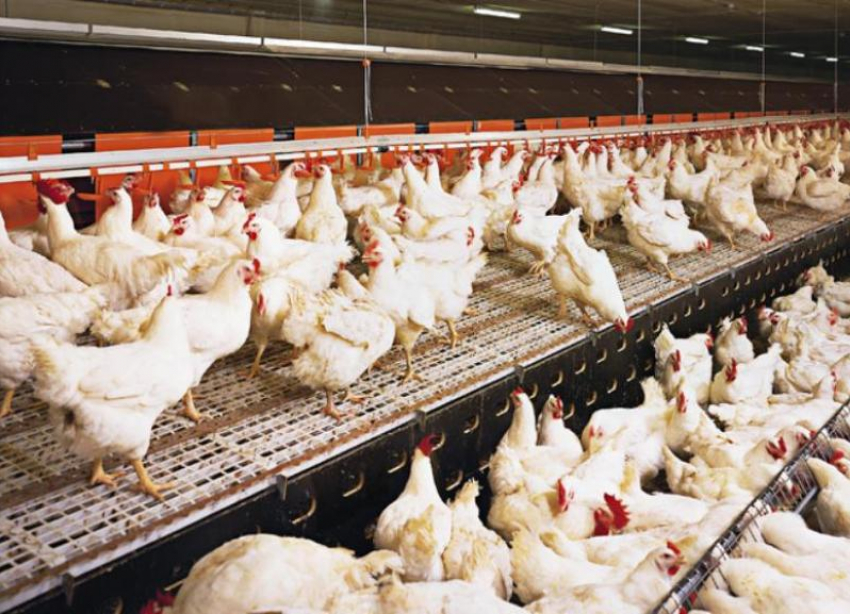 Имущество «Пятигорской птицефабрики» вновь выставили на торги за 90 миллионов рублей