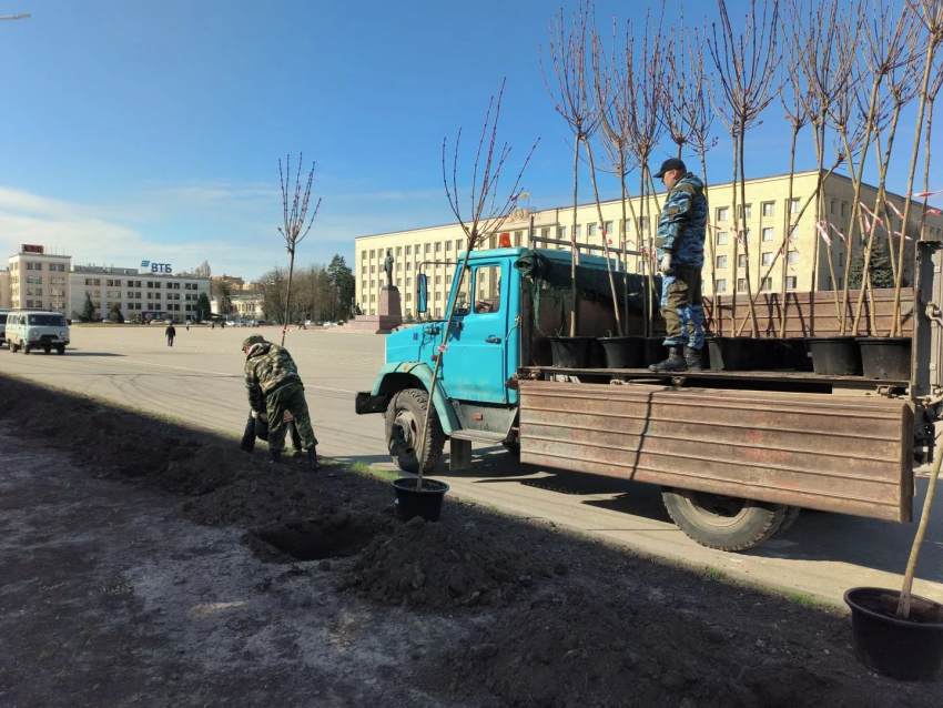 Сначала спилили, теперь сажают: место орехов на площади Ленина в Ставрополе заняли клены