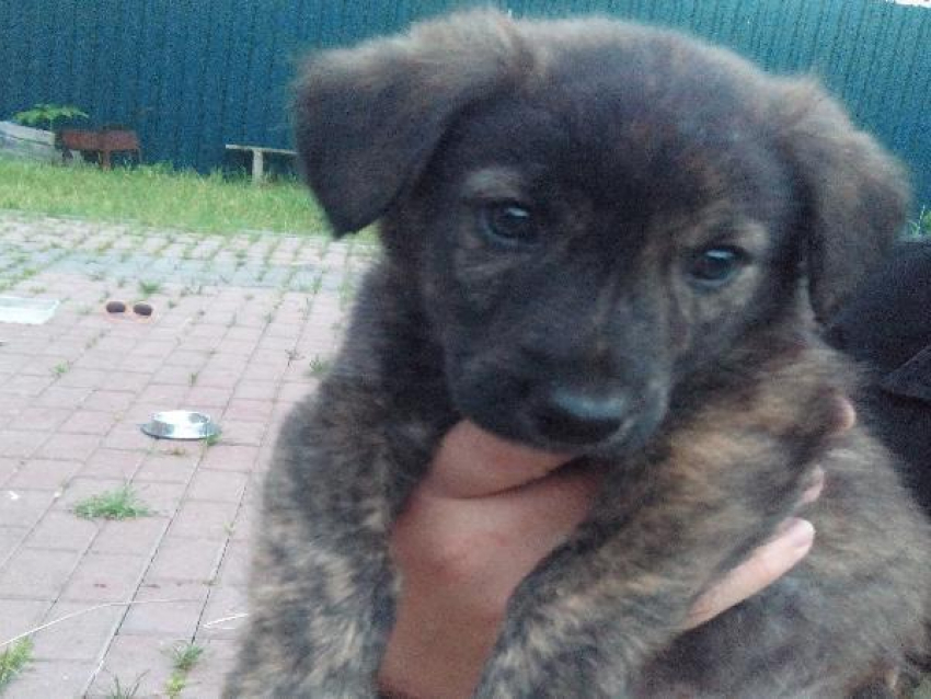 В Ставрополе ищут новых хозяев осиротевшим щенкам