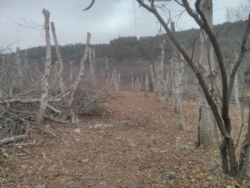 Только отгремел скандал с вырубкой леса в нарзанной зоне, как власти Кисловодска отдали на растерзание еще полтора гектара, - эколог-общественник