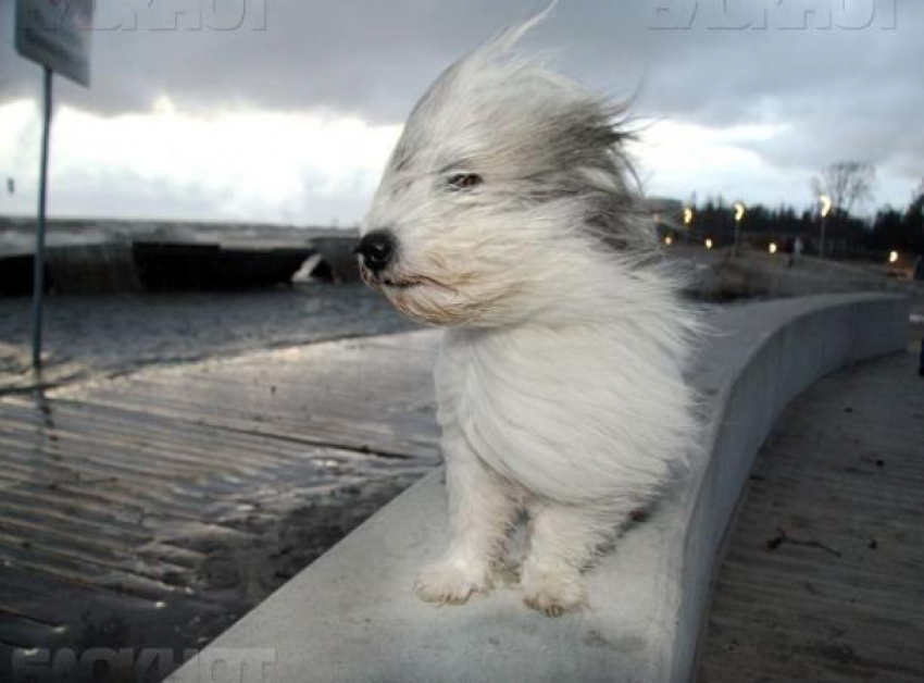 Сильные порывы ветра и дождь ожидаются в субботу на Ставрополье