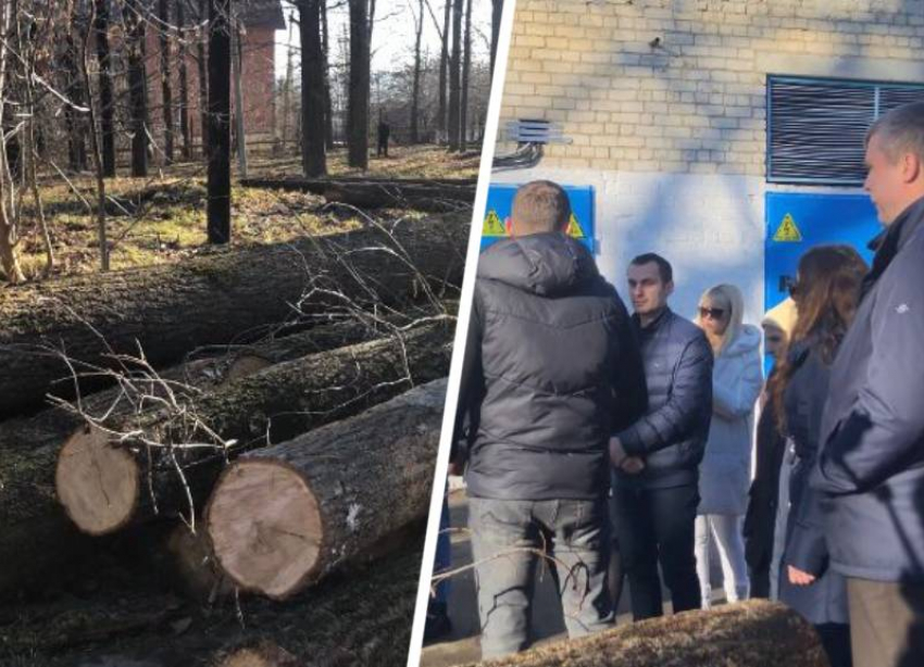 Вырубку деревьев в Дубовой роще Ставрополя остановили