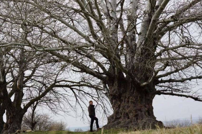 Осина возрастом около 200 лет растет на Ставрополье