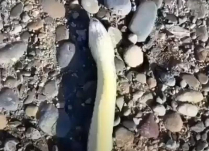 В Солнечнодольске на дорогу выползла полутораметровая ящерица