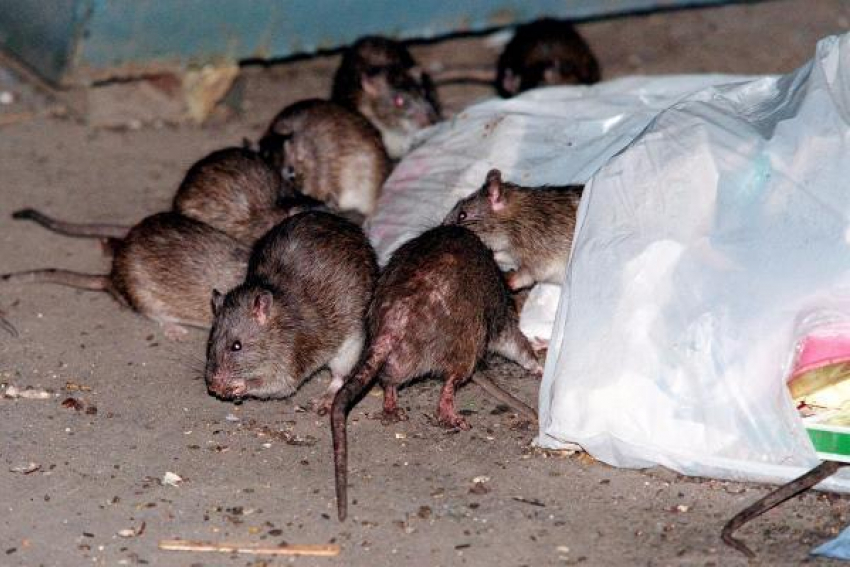 В Ставрополе в общественном месте живут крысы