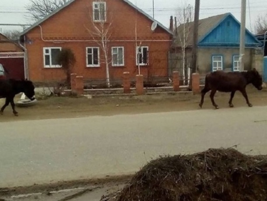 Бродящих по городу осликов Яшку и Машку ищет хозяин в Светлограде 