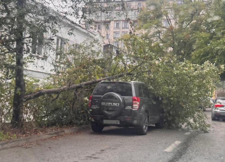 Во время ливня в Ставрополе дерево упало на припаркованный внедорожник