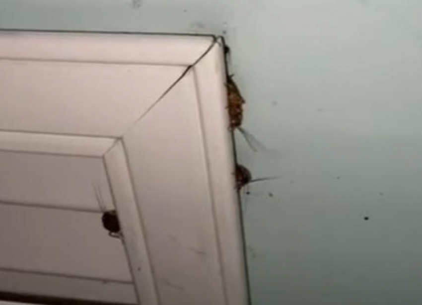Жители Ставрополя пожаловались на тараканов в детской краевой больнице 
