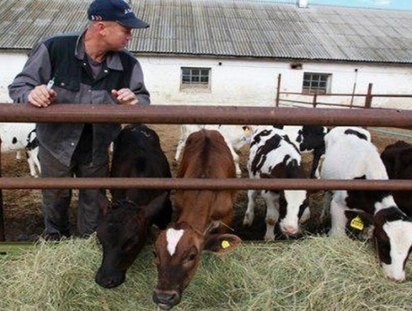 Глава колхоза задолжал 12 миллионов налогов в Ставропольском крае