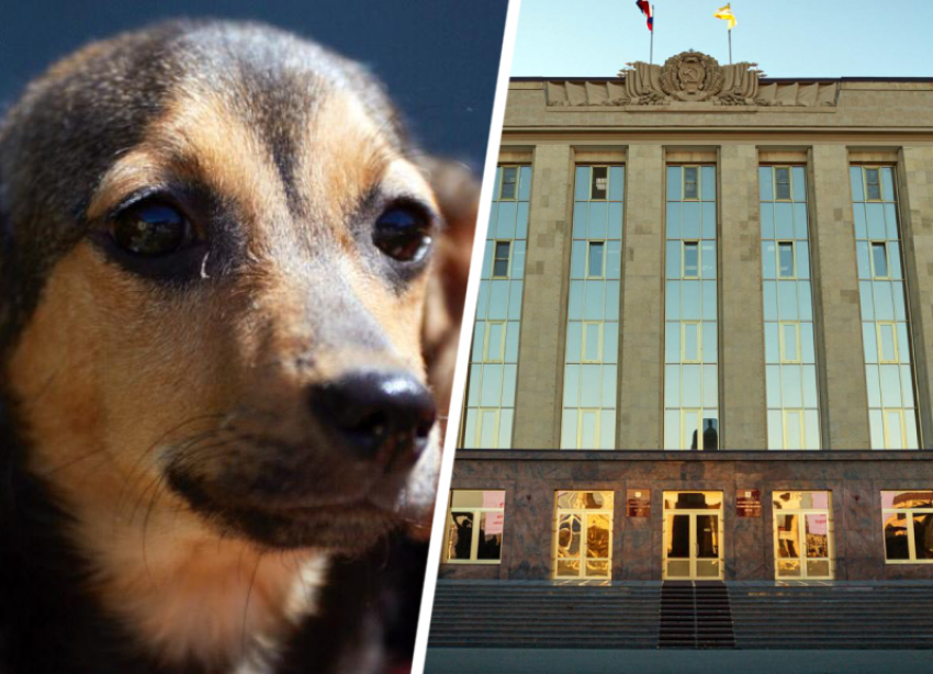 Закон об обращении с бездомными животными: принимать решение будет дума Ставрополья уже завтра
