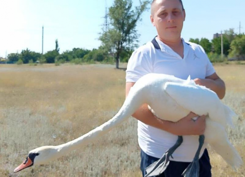 Жители села на Ставрополье спасли наткнувшегося на провода лебедя