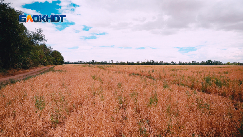 Почти на половине обследованных земель Ставрополья обнаружили грызунов