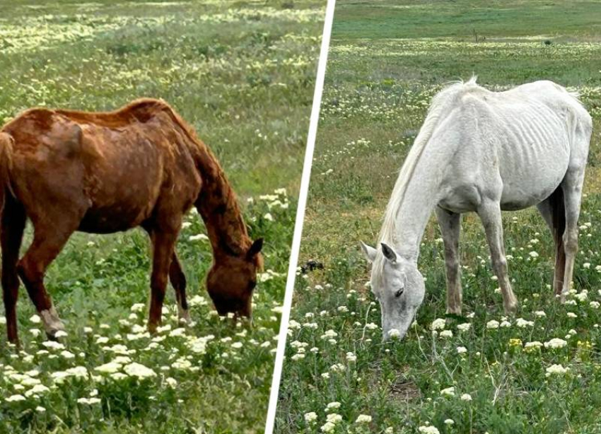 Россельхознадзор нашел многочисленные нарушения после гибели лошадей на конном заводе на Ставрополье