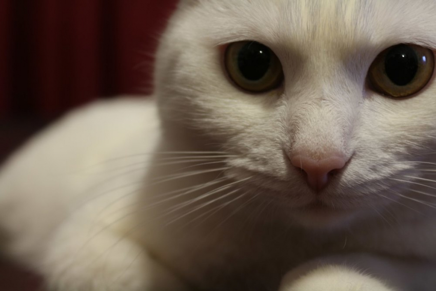 Объявляем о начале конкурса «Самый красивый кот Ставрополья"