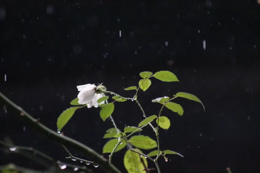 Ставрополь под зонтом: среда подарит дождь и температуру до +4 градусов