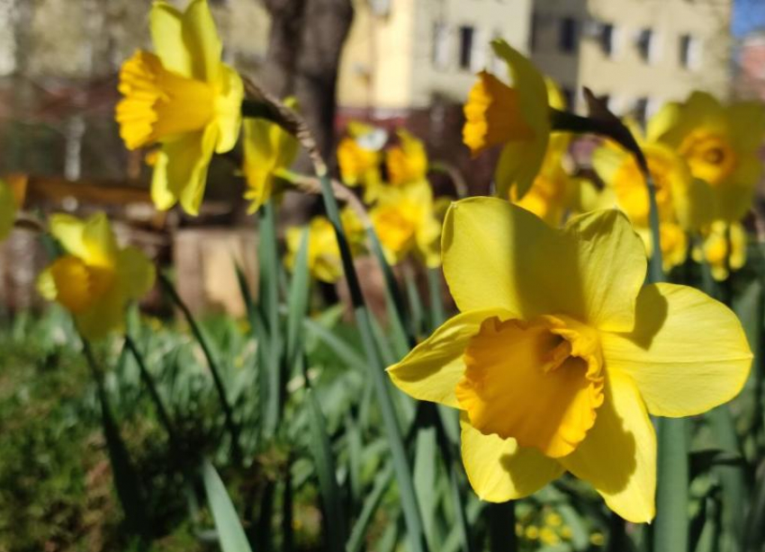 Новый температурный рекорд в апреле пообещали ставропольцам в начале недели 