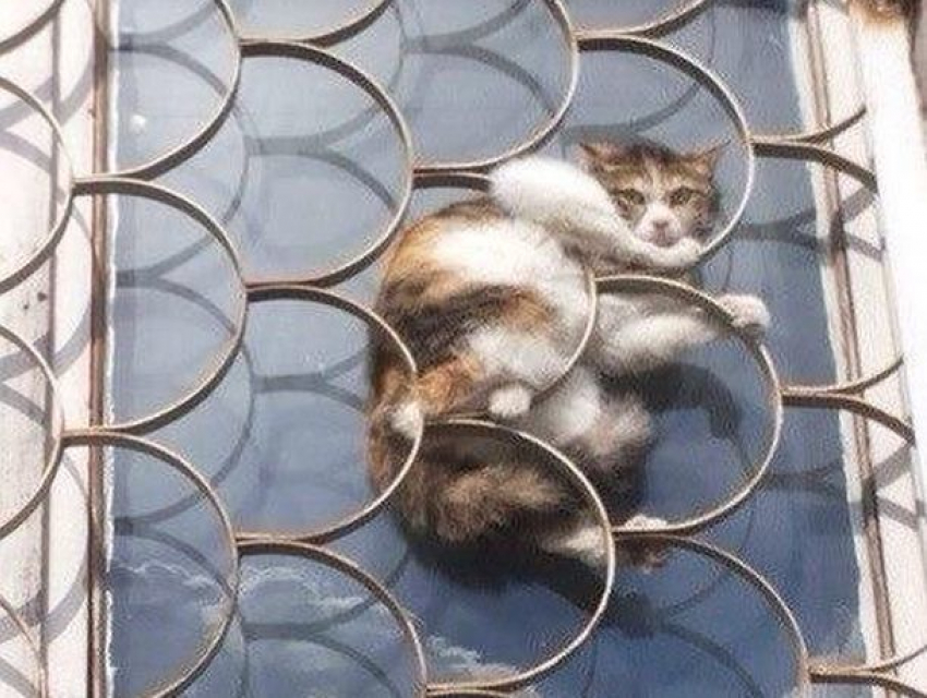 Попавшего в беду кота в Михайловске спасали поздно ночью пассовцы Ставрополя