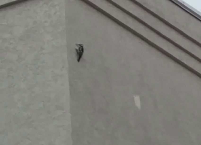 Пернатый диверсант «задолбал» жителей многоэтажки в Ставрополе