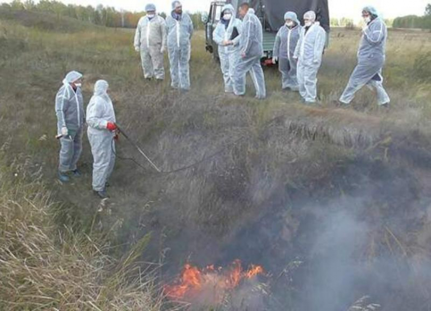 Массовое уничтожение свиней вызвало панику у жителей села на Ставрополье 