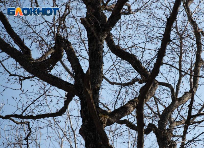 Последний апрельский день принесет жителям Ставрополя 18-градусное тепло