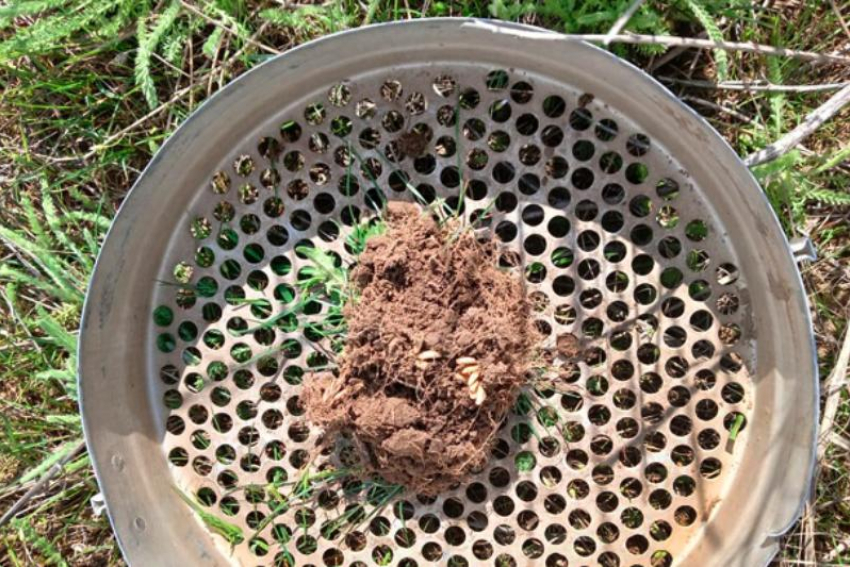 Россельхозцентр обнаружил мароккскую саранчу в восьми округах Ставрополья