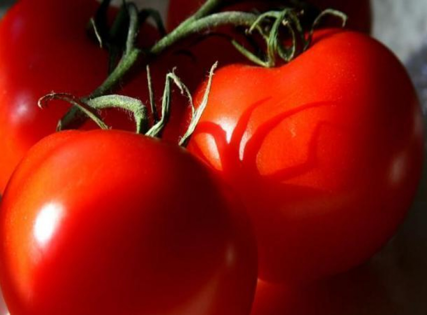 Более тонны санкционных томатов сравняли с землей на полигоне Ставрополья
