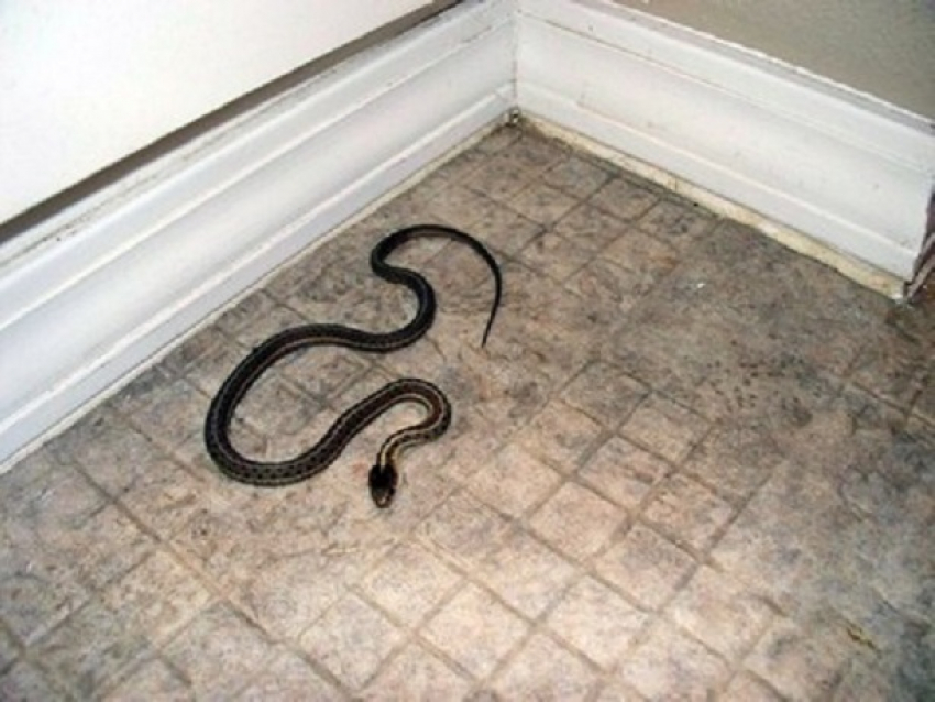 Целый выводок ядовитых змей обнаружили в жилом доме на Ставрополье