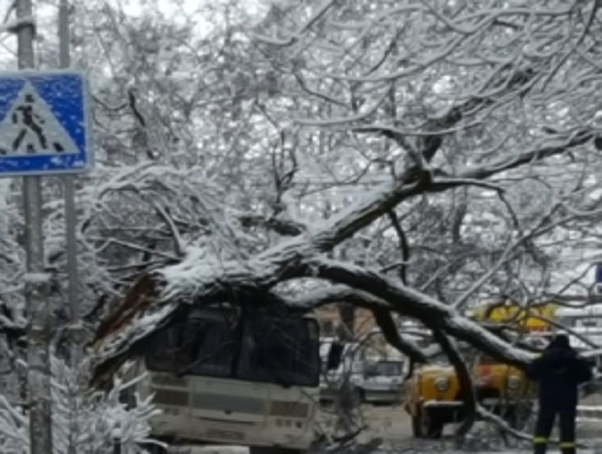 Сгнившая акация рухнула на автобус в Пятигорске