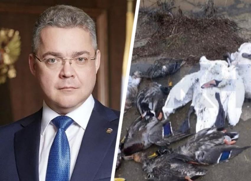 Губернатор Ставрополья передумал и все-таки решил жестко наказать виновных в массовой гибели животных