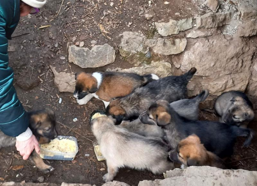На Ставрополье рассказали, как гуманным путем решать проблемы со стаями безнадзорных собак