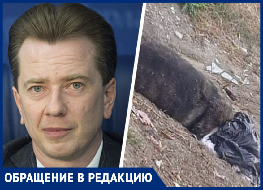 «Жесткость в Георгиевске должна прекратиться»: ставропольцы пожаловались депутату Госдумы на массовую травлю собак  