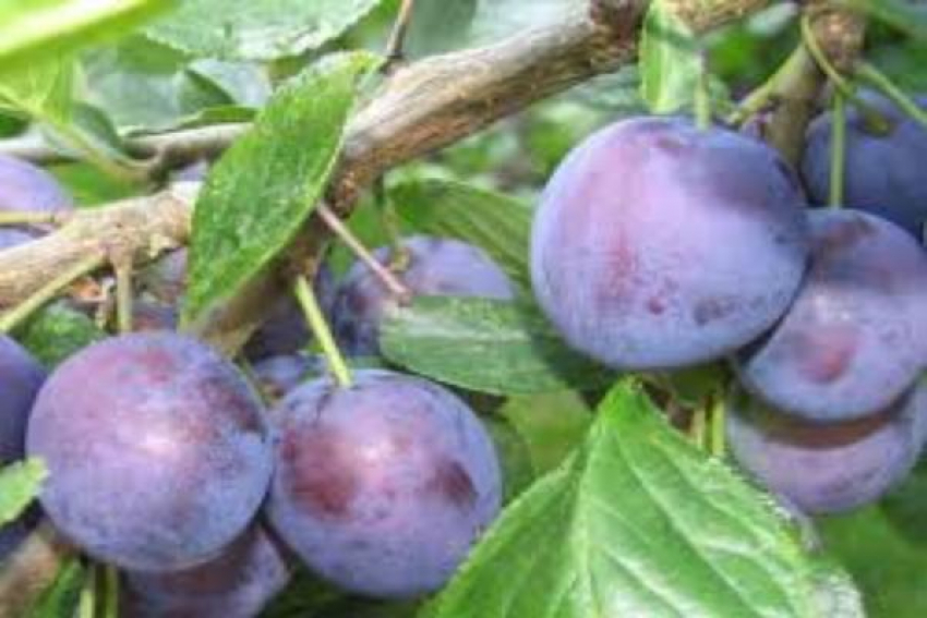 Зараженные оспой фрукты нашли на Ставрополье