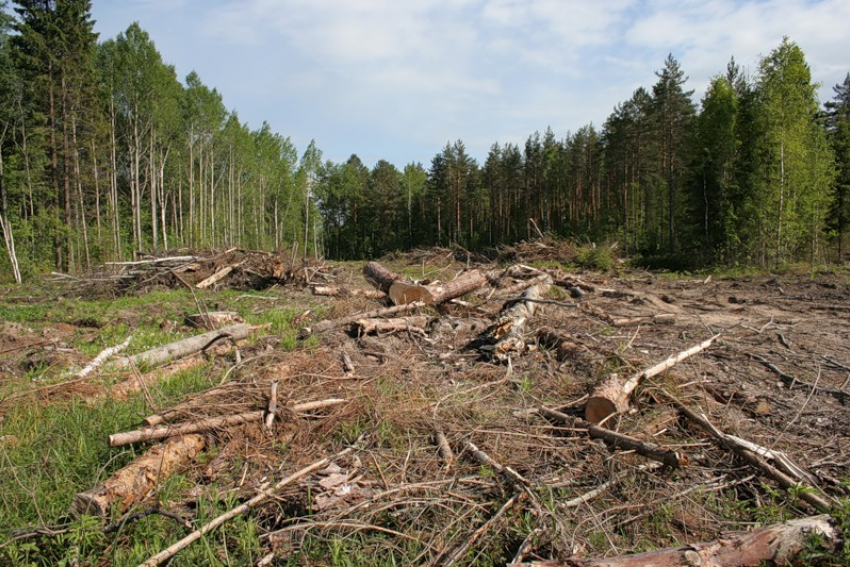 20 деревьев незаконно вырубили в Пятигорске