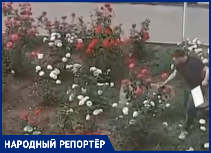 Живые цветы покрасили в цвет флага РФ в честь Дня России в Новоалександровске
