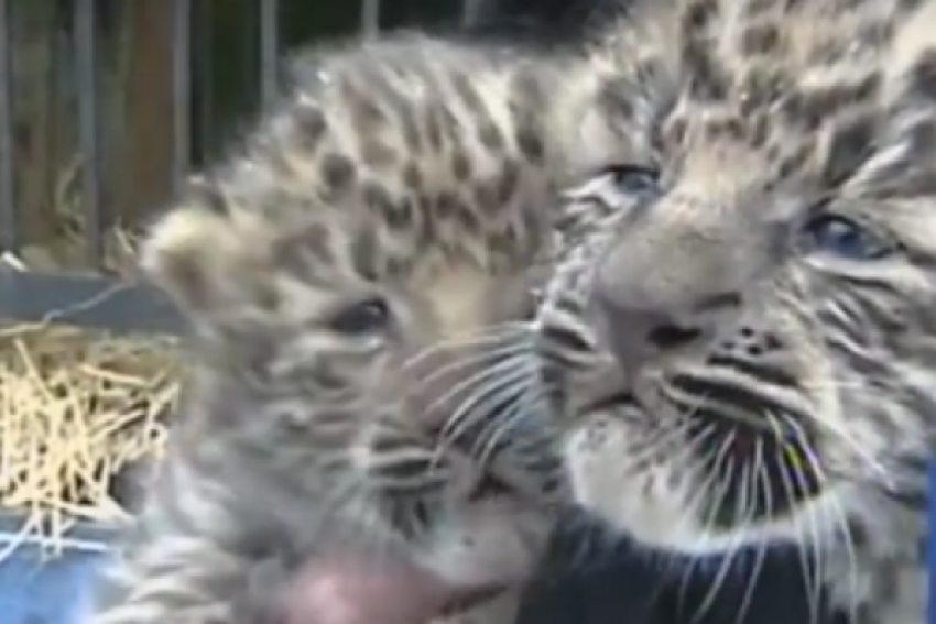 Два краснокнижных детеныша леопардов родились в передвижном зоопарке в Кисловодске
